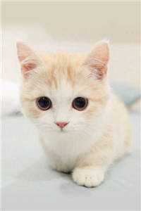 女儿重点小学名额，被她妈送白月光了结局