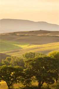 落日不曾回望我后续+结局